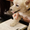 グランドパーク小樽、オーシャンビュールームに愛犬と泊まれる宿泊プラン「ドッグフレンドリールーム」を発売