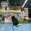 日本介助犬協会、読売ジャイアンツ球場に介助犬ブースを初出展