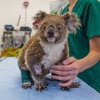 「かわいいコアラと野生動物の保護活動～カランビン・ワイルドライフ・サンクチュアリー～」開催