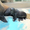 サンシャイン水族館でカリフォルニアアシカの赤ちゃん誕生