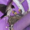 日本野鳥の会、「ツバメの子育て状況調査」を実施