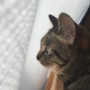 軽井沢プリンスホテル イーストに猫と宿泊できる「キャットコテージ」が誕生