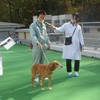 神奈川県動物愛護センター、保護犬猫のオンライン譲渡会を開催