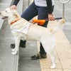 盲導犬は、曲がり角・障害物・段差を教えて、歩くことをサポートする