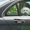 真夏の車内にペットを残す危険と対策（イメージ）《画像 iStock》