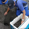 鴨川シーワールド、今年も東条海岸でアカウミガメの産卵を確認