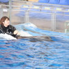 イルカたちと触れ合える夏期限定イベント「イルカと泳ごう2021」開催