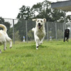 日本盲導犬協会では、犬たちの育成を「訓練」ではなく「education = 教育」と呼ぶ