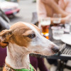 東京マリオットホテル、「ドッグフレンドリールーム」オープン記念宿泊プラン「Dog Friendly Stay」を発売
