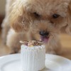 伊豆マリオットホテル修善寺、「初めての愛犬旅応援プラン」を発売