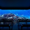 DMMかりゆし水族館、オープンから1周年を迎え光・音・映像の空間演出をリニューアル
