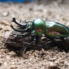 板橋区立熱帯環境植物館、特別展示「熱帯の昆虫と食虫植物」を開催