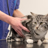 夜間救急診療ではネコが半数を占めるという（写真はイメージ）《画像 iStock》
