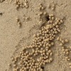 有機物を食べるスナガニが作った砂団子