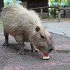 埼玉県こども動物自然公園「心音」