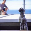 愛犬と泊まれる貸別荘「ASOVILUX」、伊豆大島にオープン
