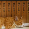 「大佛次郎×ねこ写真展2022」開催に向け猫写真の募集を開始