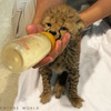 チーターの母乳の成分に近いネコ用の人工乳を1日6回（8月15日現在）与えている。ミルクの量や与える回数は赤ちゃんの様子次第で調整することも