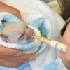 伊豆シャボテン動物公園で誕生した、フェネックの赤ちゃん