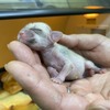 伊豆シャボテン動物公園で誕生した、フェネックの赤ちゃん
