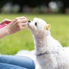 九州ペットフード、愛犬用「おいしいふりかけ」を「Q-Petふりかけ」にリニューアル