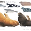 国立科学博物館オリジナル大判ポスター「日本の鰭脚類」発売