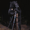 《ツキノワグマのカメラマン、長野県、中央アルプス》〈イマドキの野生動物〉より　2006年 作家蔵