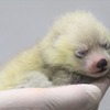 静岡市立日本平動物園でレッサーパンダの赤ちゃんが誕生