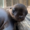 サンシャイン水族館、初めて誕生したアシカの赤ちゃんの名前投票を実施