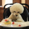 ゆとりろ蓼科ホテルwith DOGS、「秋の愛犬川柳フォトコンテスト」を開催