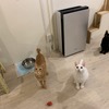 パナソニック、「ジアイーノ保護犬猫応援プロジェクト」を開始