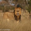 「SAVE LIONS ～消えゆく野生のライオンを救うプロジェクト～」によって集まった支援金は、英・オックスフォード大学の動物研究機関「WildCRU（ワイルドクルー）」に寄付される