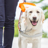 「パリミキ・ロービジョン商品体験会」 開催、盲導犬デモンストレーションも実施