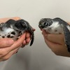 すみだ水族館、小笠原生まれのアオウミガメの赤ちゃんを一般公開