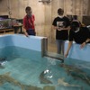 アクアワールド茨城県大洗水族館、日本初となるシロワニの赤ちゃんの展示を開始