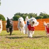 愛犬と横浜赤レンガ倉庫を楽しむおさんぽ企画「赤レンガでわんさんぽ」開催（ドッグランイメージ）