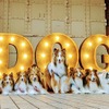 愛犬と横浜赤レンガ倉庫を楽しむおさんぽ企画「赤レンガでわんさんぽ」開催（フォトスポットイメージ）