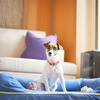 マンダリン オリエンタル 東京、愛犬と宿泊可能なサービスを開始