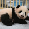 上野動物園のパンダの赤ちゃん、メスの「レイレイ」(103日齢)
