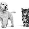 ロイヤルカナン ジャポン、「愛犬・愛猫の健康診断受診に関する実態及び意識調査」を実施