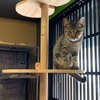 タハラ、ペットの快適な暮らしに向けて「階段ねこンテスト」を開催