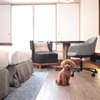 ヒルトン名古屋、獣医師監修の犬用コースメニューの提供を開始