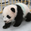 ジャイアントパンダのシャオシャオ（124日齢）／上野動物園