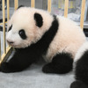 ジャイアントパンダのレイレイ（124日齢）／上野動物園