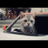 猫用日産軽自動車「にゃっさんデイズ」、新作ムービー「もっと行っちゃう？」編と「カラフル」編が公開
