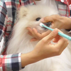 日本ペット歯みがき普及協会、「愛犬の健康寿命のための歯磨き教室」を開催