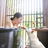 界 鬼怒川、「愛犬と楽しむ温泉×いちご滞在」プランを発売