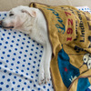 引退犬は暖かい部屋で穏やかな時を過ごす