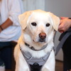 会場となったSPAのシェルターで譲渡された元保護犬も参加