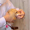 「愛犬の健康寿命のための歯磨き教室」（日本ペット歯みがき普及協会主催）
